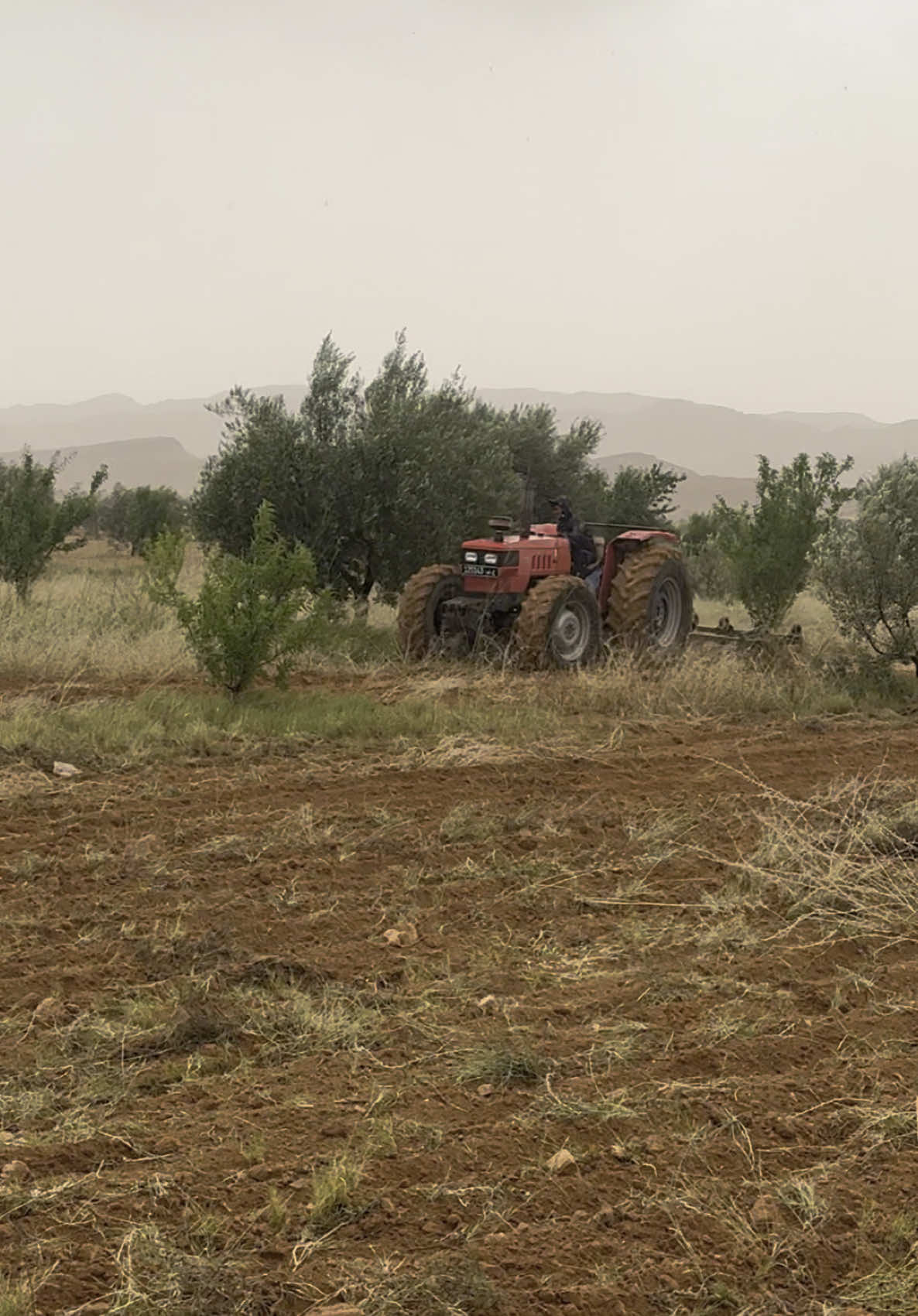 #مشالله_تبارك_الله #الحمدلله_دائماً_وابداً #خيراات🌨️❤️‍ #🚜 #😂😂 #الفلاح #محمد #الحرث #مشاهير_تيك_توك_مشاهير_العرب 