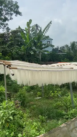 Quy trình làm miến ,phơi miến từ gạo #hàng sạch giá bình dân ạ