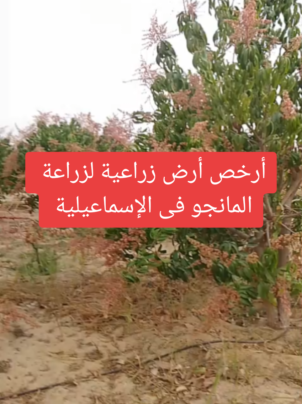 أرخص أرض زراعية لزراعة المانجو فى الإسماعيلية  01552884141 #مزارع_للبيع  #عقارات_الإسماعيلية  #مزارع  #استثمار_زراعي  #استثمار  #مانجا_اسمعلاوى  #زراعة_مانجو 