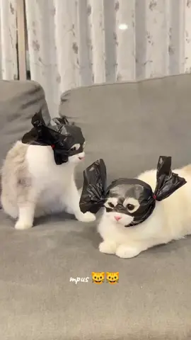 yg punya mpus di giniin pasti lucu🤣🤣😺😺😺#fyptiktokvirall 