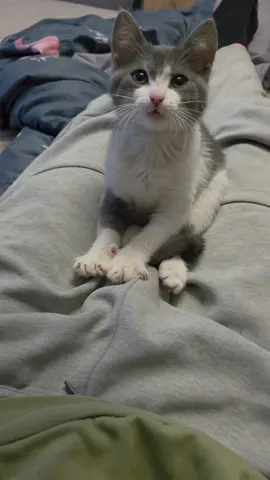 LUNA #CAT#PUPPY #littlekitty 