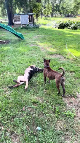 #gsd #gsdpuppy #puppylove