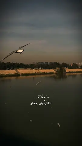 طبع نخلة ! #اشعار 