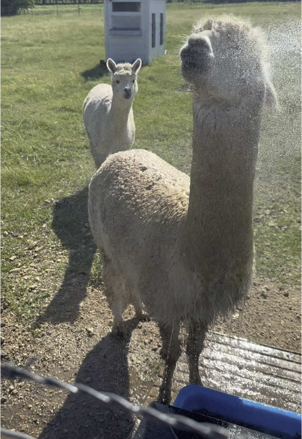 Miranda and Lambert love the water #Alpaca #Animals #ranch #Ranching #KeeoRanchin 
