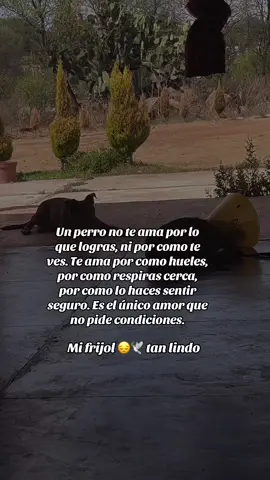 #dogsinstagram #dogsoftiktok #tiktok #fyp #reels #trending #viralvideo #biraltiktok 