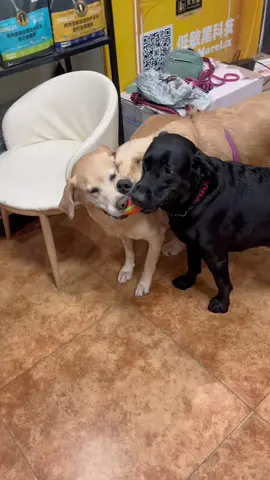 #fyp #funnyvideo #funnydog #foryoupage #gaming #joinus #fyppppppppppppppppppppppp 