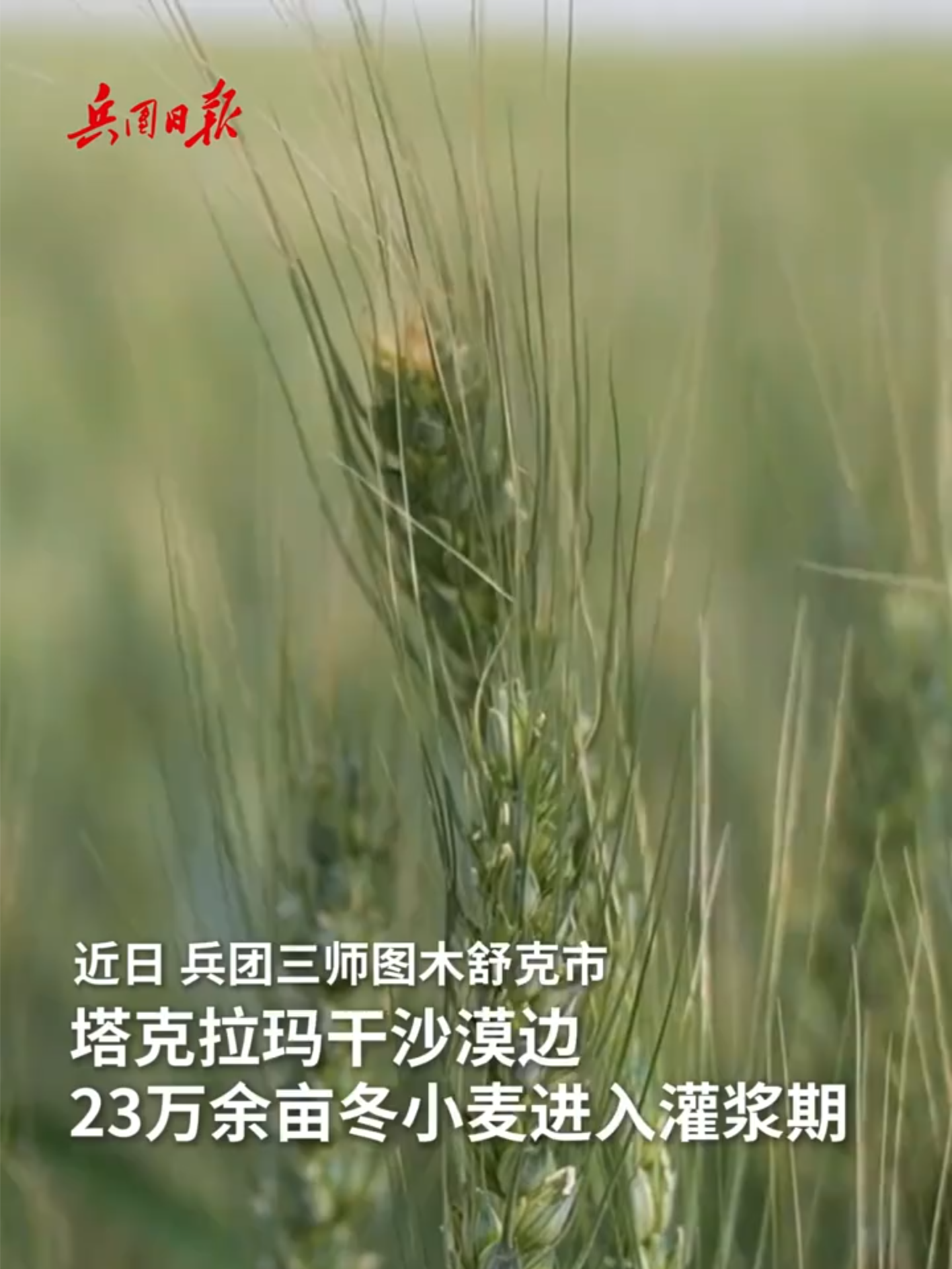 Chine# Aux confins du désert du Taklamakan, les blés ondulent sous le vent à Tumushuke.
