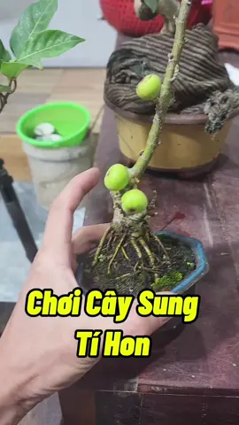 Chơi Cây Sung Tí Hon Mini #caysung #caysung #caysungraqua #chamsoccaytrong #trongcay #cachdietsaurom #cachdietbotri #thichlamvuon #annamyeulamvuon 