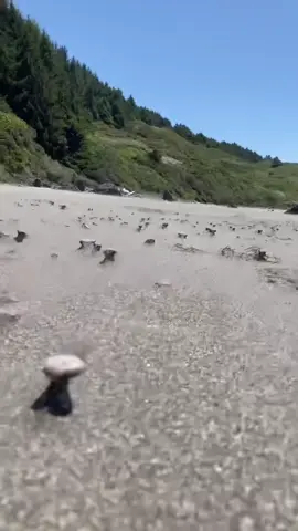 Wind erosion is so cool! #beach #pnw #oregoncoast 