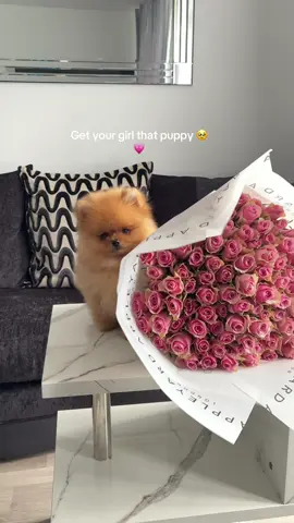 Best early birthday present a girl could wish for 🥹💗#fyp#fyppppppppppppppppppppppp#pomum#puppylove#pomeranian#puppypomeranian#