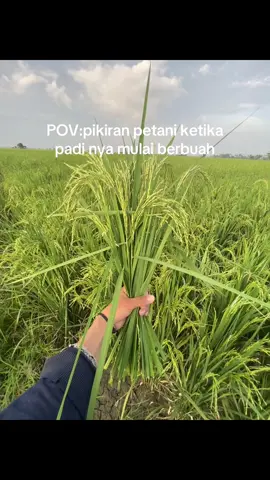 #petani #mudah indonesia🇮🇩🇮🇩🇮🇩🌿🌿 #lewatberanda #fypシ゚ 