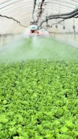 Italian Lettuce  Traditional greenhouse vegetable cultivation, sharing the joy of harvest together。 # Vegetable Cultivation # Greenhouse Vegetables # Green leafy Vegetables