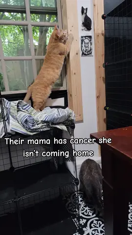 Prancie and Baby had no place to go. Shelters are full and they were looking at being euthanized.  Baby is an FIP survivor and is in treatment for asthma. Prancie has not received vetting.  if you can help with vet care, donations can be made directly to the clinic. The information is in my bio Linktree  #catvideos #cattok #cats #FIP #catlife 