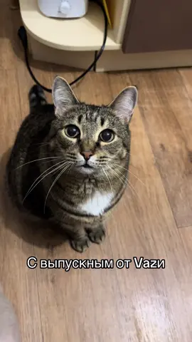 Vazя  Сигны в тгк