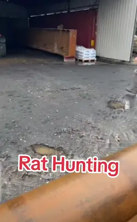 Rat Hunting.#fyp #funnytiktok #foryoupage❤️❤️ #humor #funnytiktok #weldingtiktok #welding #welderslife #welder #creatorsearchinsights 