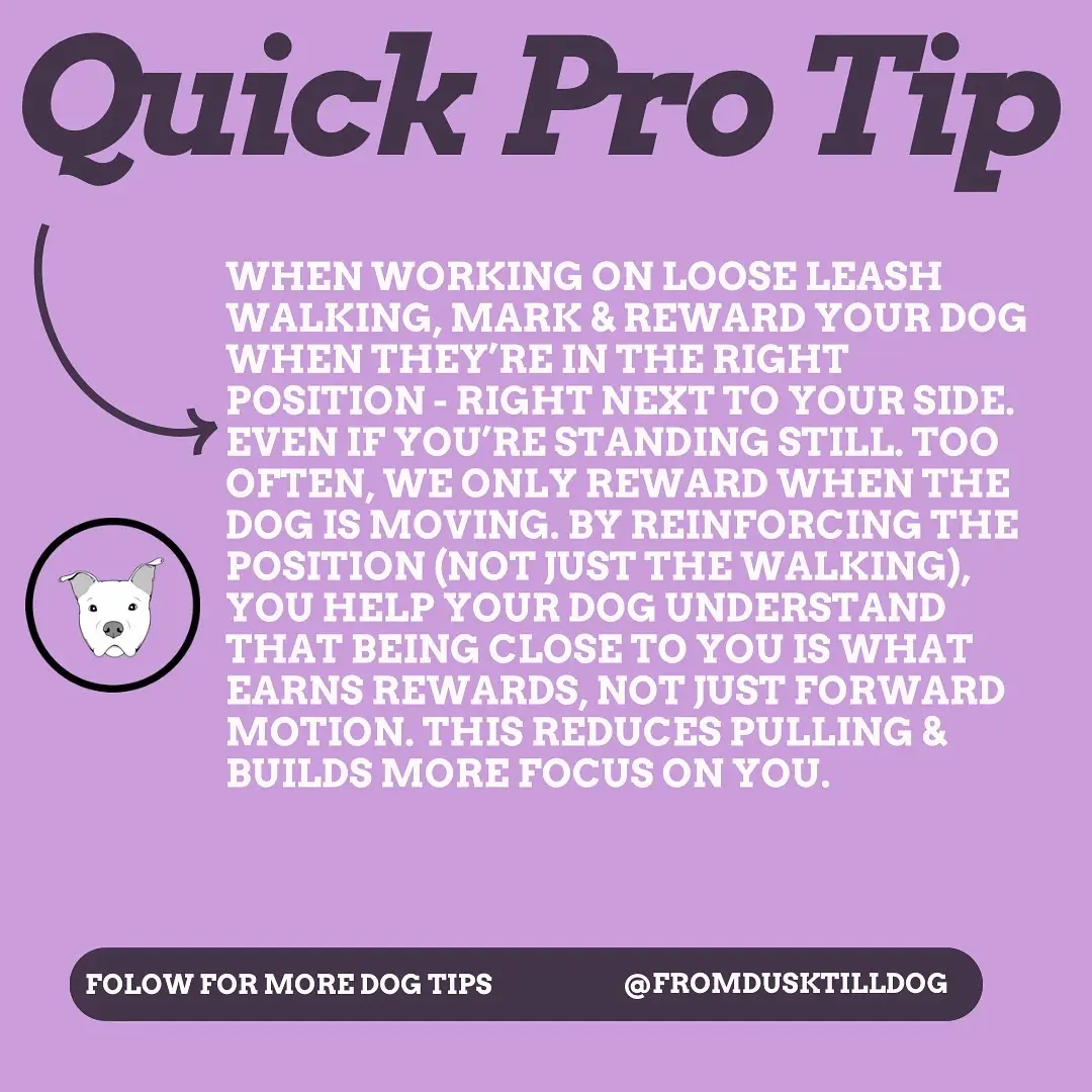 Loose leash walking starts with focus and stillness first. Reward the position, not just the pace 🐾  #DogTrainingTips #LooseLeashWalking #FromDuskTillDog #DogTips #DogTraining101 #DogTraining #DogLifestyle #DogWalking 