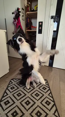 тгк:Бордюр Меги #бордерколли #собака 