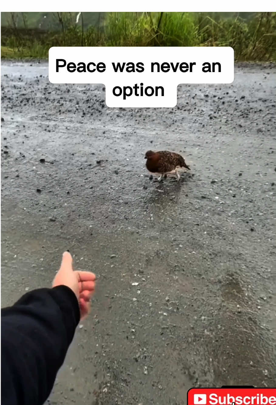 #awebo #willowptarmigan #angry 