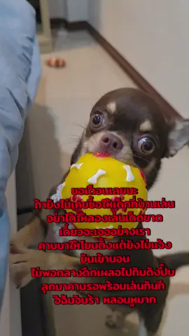 #ลูกบอลหมา #ชิวาว่าน่ารัก #มีตังค์ชิวาว่าหมาดื้อ @ดาวดีรีวิว @ดาวดีรีวิว @ดาวดีรีวิว 