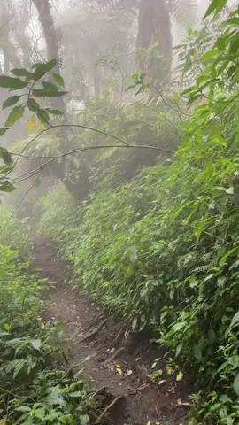 #slamet3428mdpl #gunungselamet #fyp 