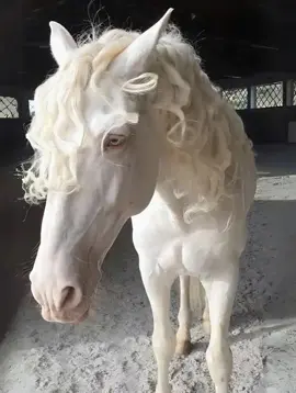 🐎✨ Meet the Cremello Akhal-Teke — often called the 
