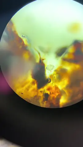 Can you guess what this is ??? #vetmedlife #sample #scope #zoom ##fypシ##paypigs##figsscrubs##catears##cring