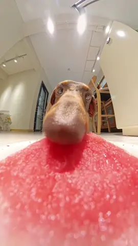 ASMR dachshund eating watermelon 🍉  #dachshund #dog #fyp 