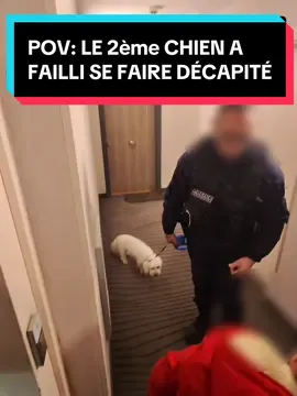 #CapCut #Ascenseur #Sauvetage #chien 