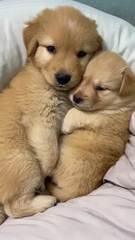 Super adorable Golden Retriever puppies cuddle with each other 🥰❤️ #goldenretriever #puppies #fyp 