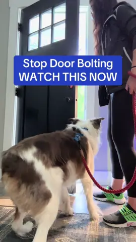 Is Your Dog a Door Bolter? WATCH THIS NOW!  #doorbolting #doorwork #doormanners #doghacks #dogtips #escapeartistdog #dogtrainer 