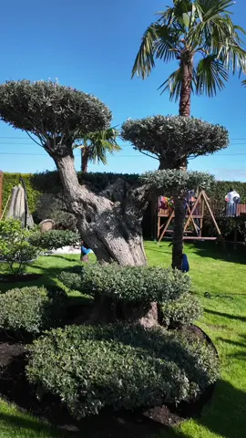 Czasem odwiedzam ogrody, które są po prostu jak z bajki 😍 Dacie wiarę, że tak pięknie i egzotycznie może być u nas w Polsce?  . . #ogród #rośliny 