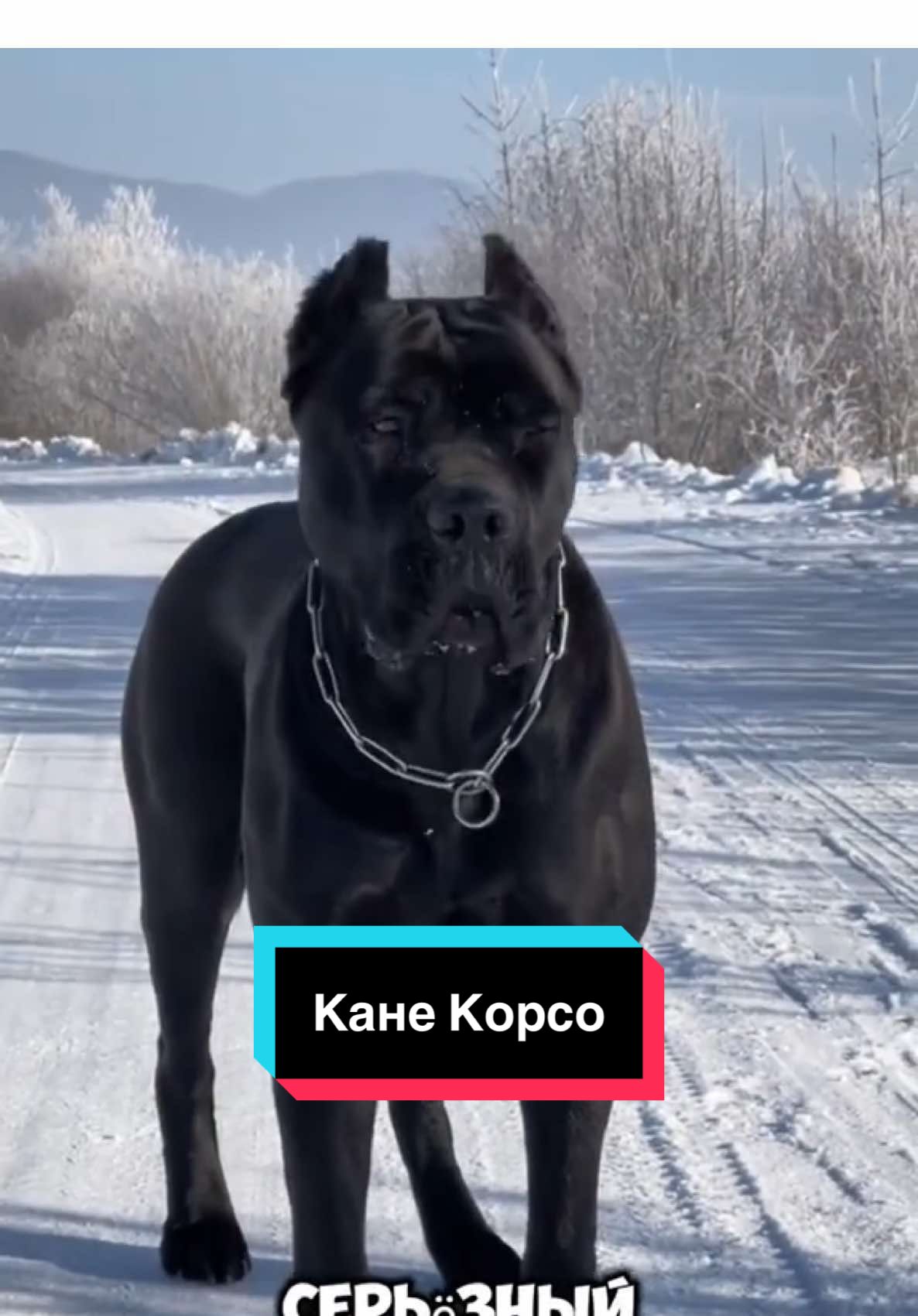 Кане Корсо это самая преданная порода собак!                                           #рек #топ #врекпж #животные 