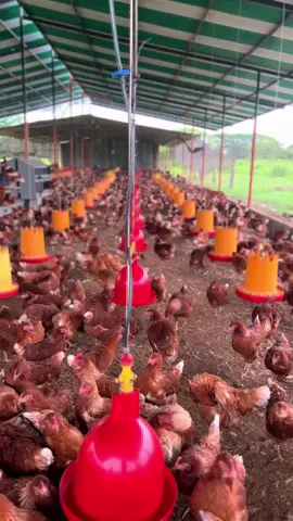 Las niñas entrando en su etapa de producción🥚🫶🏻😍#fyp #paratii #fypシ゚ #lohmanbrown #gallinasponedoras #venezuela🇻🇪⭐️⭐️⭐️⭐️⭐️⭐️⭐️ #barinas 