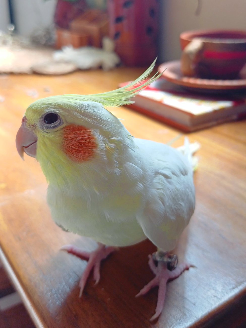 নিজের করে নিয়ে এসেছি🥰😘#foryou #foryoupage #mashallah #cockatiel #birds #tamebird #bird #Love #viral #videoviral #trending 