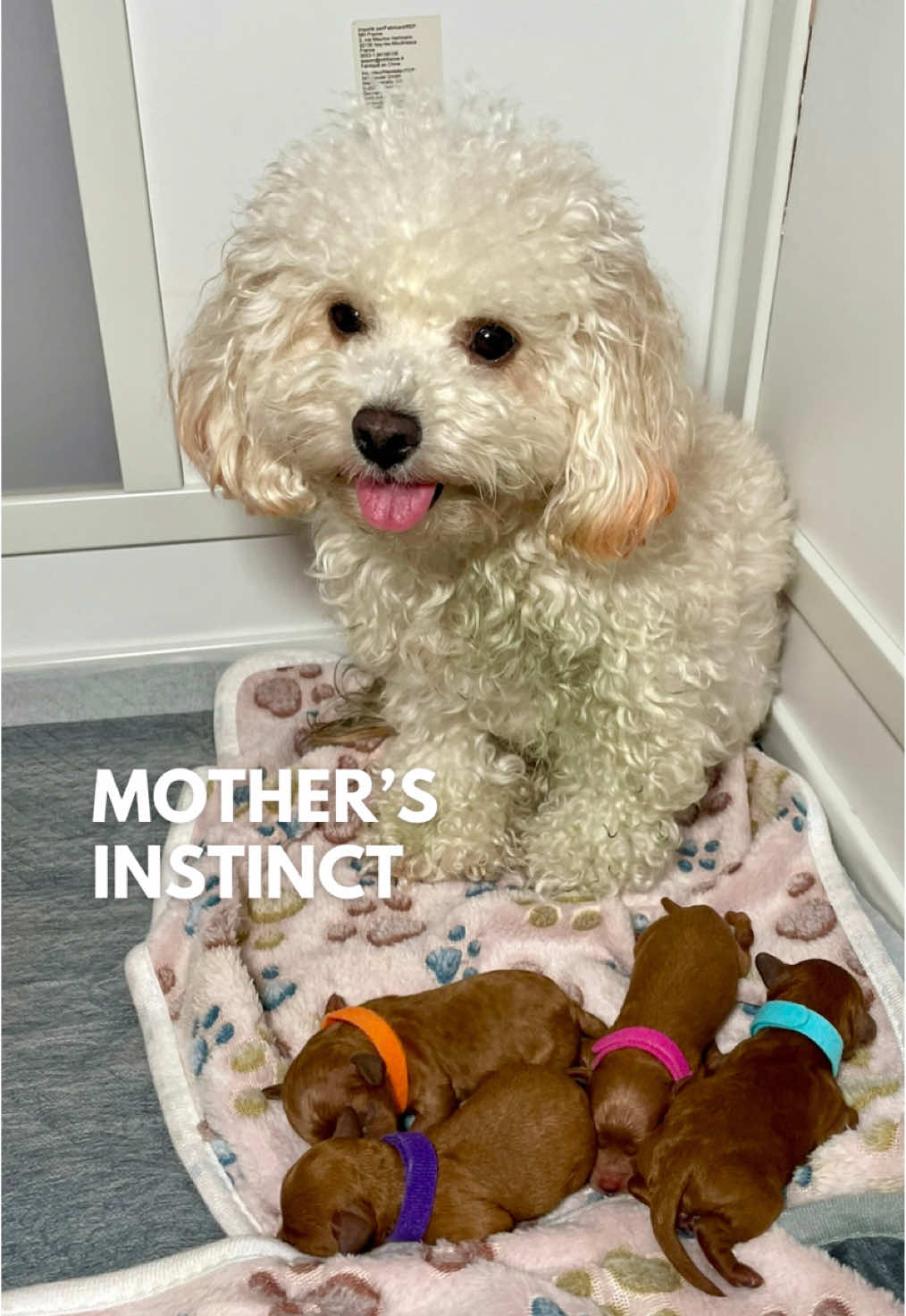 Mama mode activated 🥹  . Throwback to when Mia’s puppies were just 3 days old 🐶🍼 She brought her pizza toy to play, but then turned back to her babies instead. Her motherly instincts kicked in so strong 😭❤️ #maltipoomia #maltipoo #puppies #dogsoftiktok #dogs #puppylove 