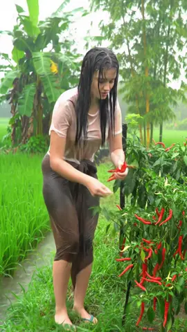 Memetik cabai merah walaupun hujan deras ##rain #beautiful #viral #waterfall #alamdesa #beauty #hujanderas #hujan