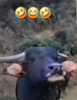 #funnyvideo #viral_video #funyvideos79 #🤣🤣🤣 #🤣🤣🤣🤣😁😁 