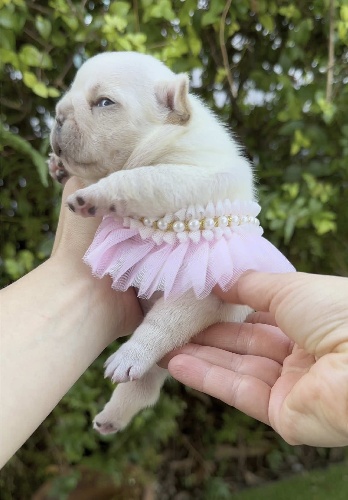Would you go see this ballerina 🩰 #pibbleasmr #POTATOPIBBLE #frenchie #cutepets #cutepets #pibblesoftiktok #cutepuppycheck #pibble #babydog #cutepuppies #potato #frenchiesoftiktok #miamiregalblues 