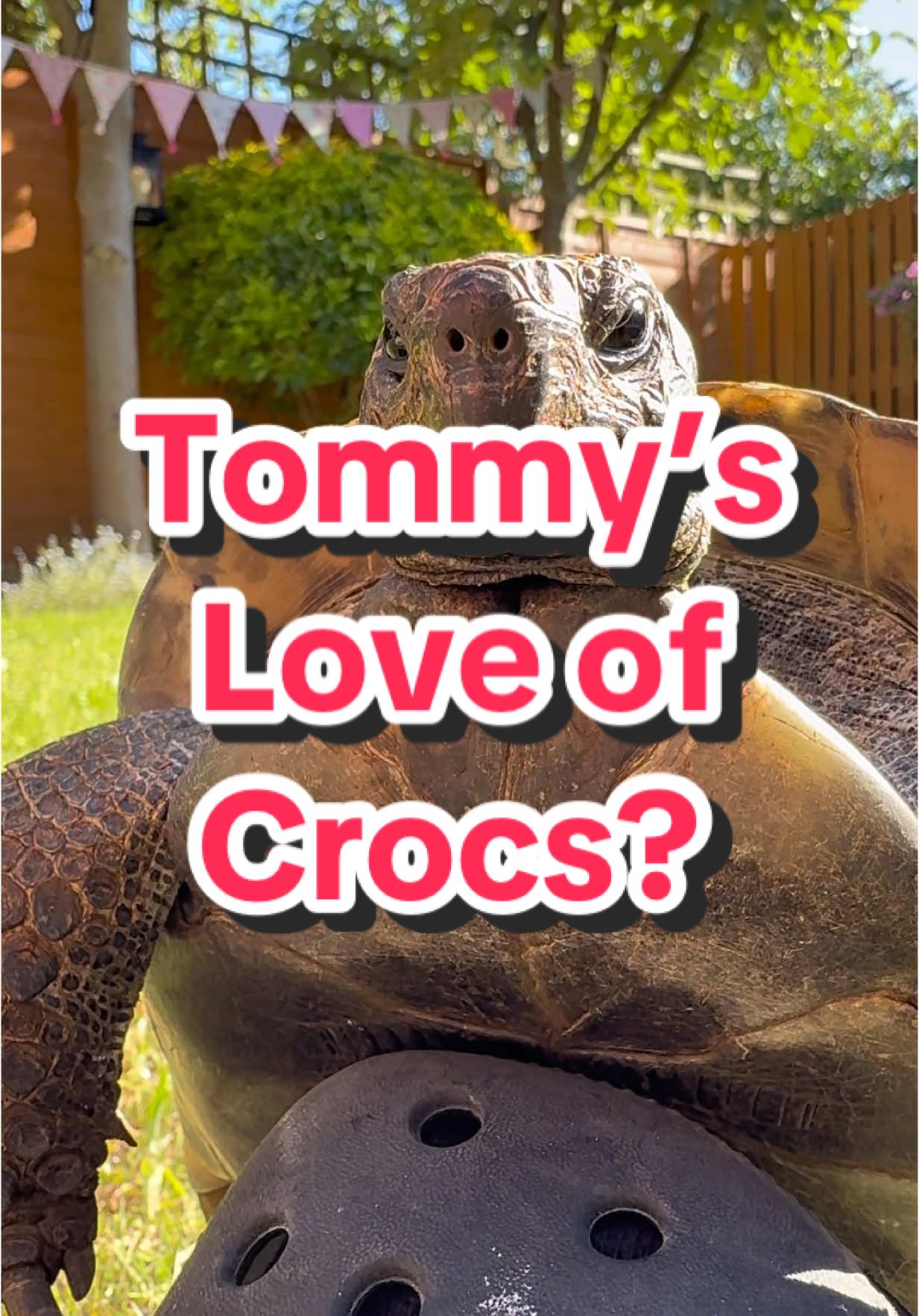 Crocs are Tommy’s favourite  #turtle #tortoise #tortuga #tartaruga #tortue #funny #animal #pets #pet #noise #wild #shoe #black #croc #crocs 