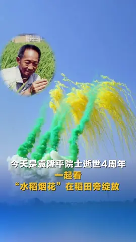 Honoring a legacy spectacular ‘paddy fireworks’ blossom by rice fields on #YuanLongping’s 4th memorial