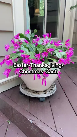 Google is your source fur details. #artfulrodger #eastercactus #thanksgivingcactus #christmascactus 