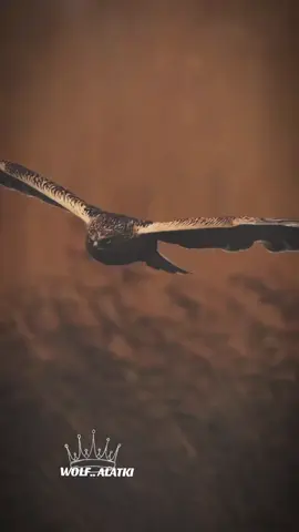 #الأصلي #مملكة #الذئاب #🖤 