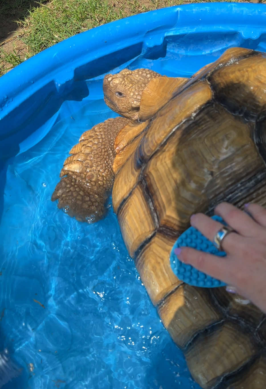 Splish splash means he loves it 🐢 #sulcata #worldturtleday 