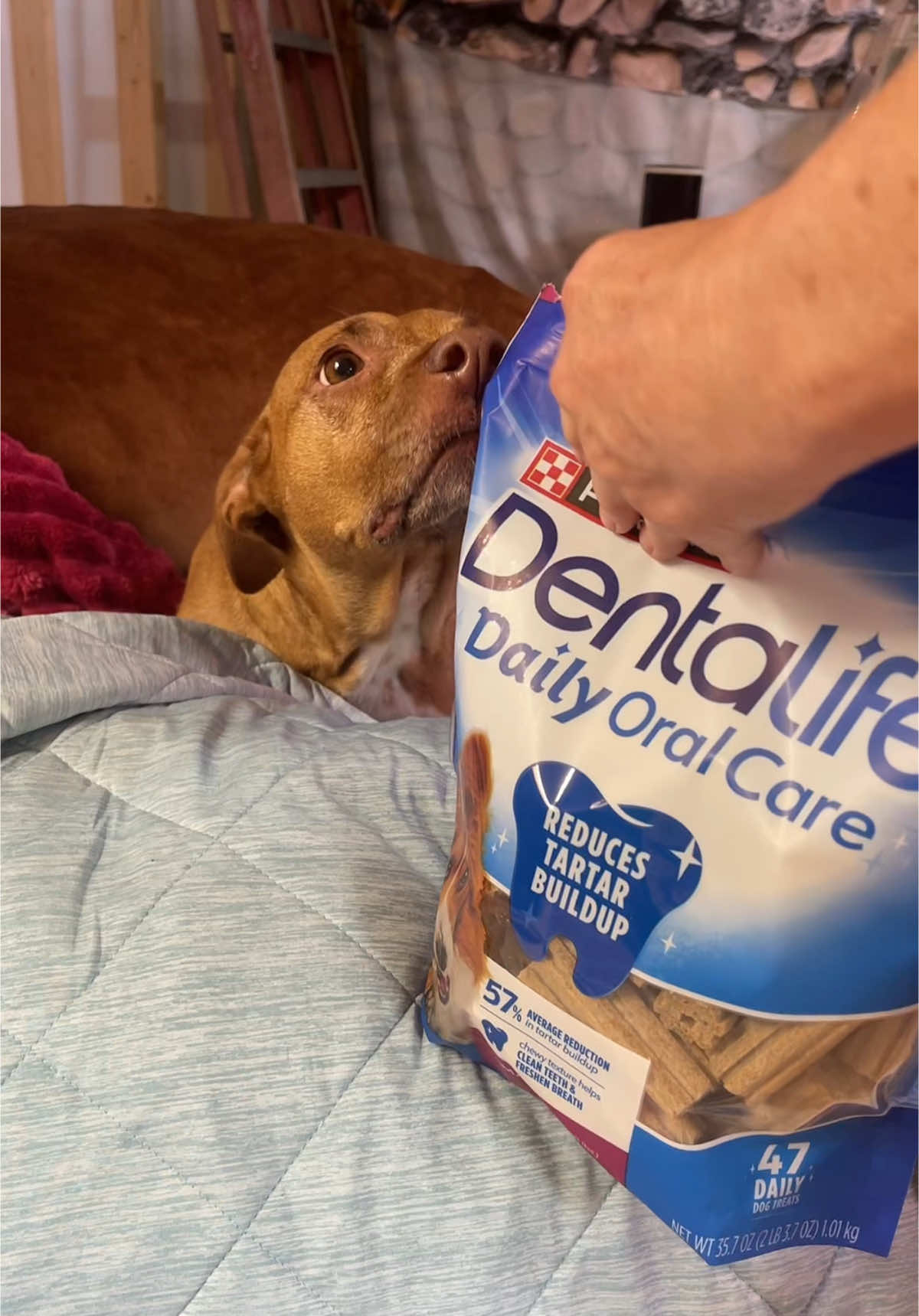 #Purina #dentalife #dogtreats @Purina Shop 