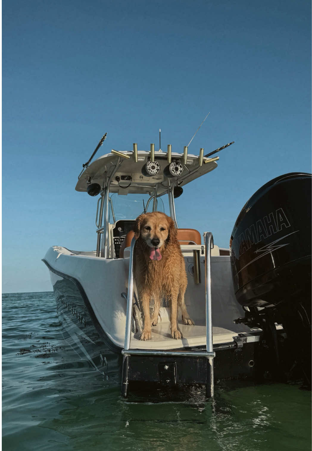 He loves the water though 🌊🥹  #goldenretriever #goldenretrieverlife #funntdogvideos #dogsoftiktok #funnyvideos #funny #humor #trendingnow 