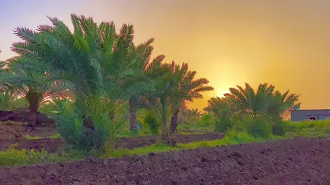 @حسن الأميري #حسن_الاميري #قاسم_الساعدي #ابن_رحم #تصوري📸 #وضعيات_تصوير #🍀☘️🌿🌷🌼🌻🌺💐💮🌸🏵🌹 #سمير_صبيح #تحياتي_لجميع_المشاهدين_والمتابعين #حجي_علي #🍀🍀🍀 #🌿 #تصويري #طلع_ايدك_من_جيبك #اسلام_على_امير_المؤمنين #☘️ #علي_سمير_صبيح #محمد_الحلفي 