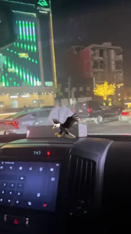 #🦅💕🎶🇮🇶💞 