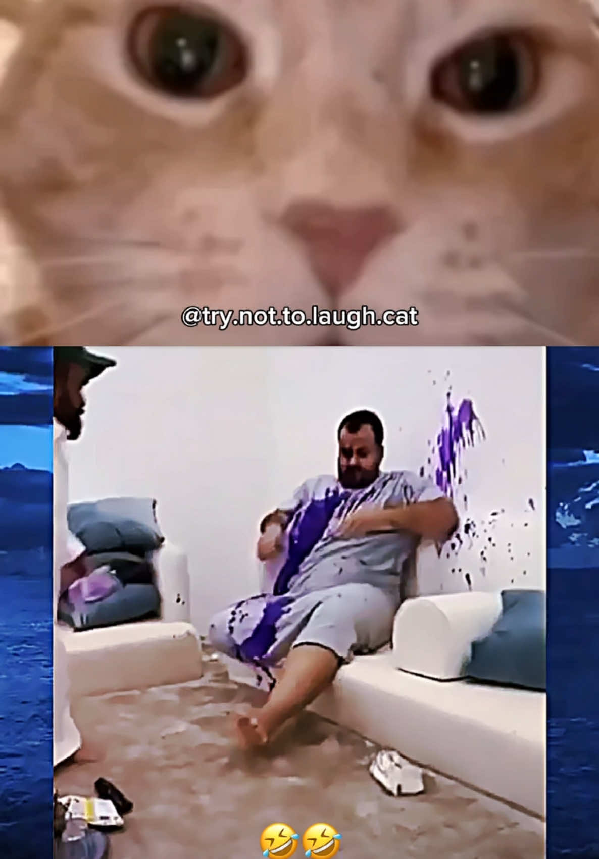 Try Not To Laugh Cat 190 😹 #viral #funny #fyp #cat #memes #laugh 