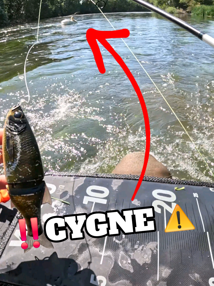 Je n'étais pas préparé à ce qui allait m'arriver...  #peche #fishing #parodie #fish #danger #cygne #pecheauleurre #phonk 