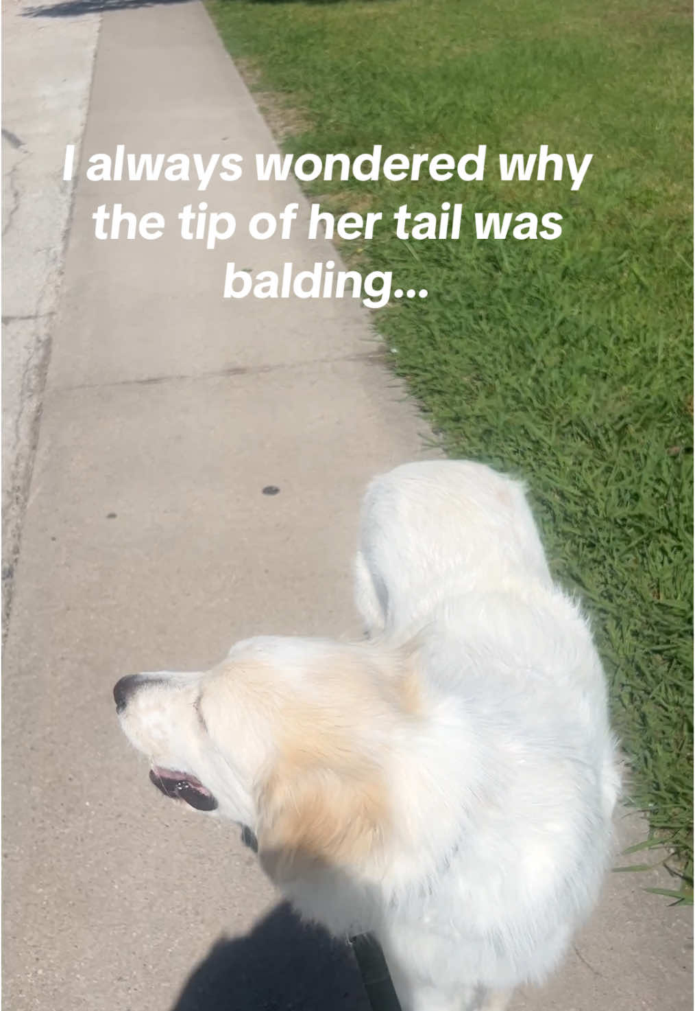 Rescued her with the tip of her tail balding, wtf 😭 #birdsoftiktok #dogsoftiktok #rescuedog #wtf #natureismetal 